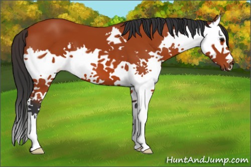 Horse Color:Bay Sabino Splash 