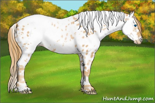 Horse Color:Chestnut Pearl Splash Tobiano Frame Appaloosa 