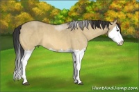 Horse Color:Buckskin Dun Splash  Brindle