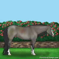 Horse Color:Grullo Sabino