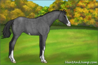 Horse Color:Blue Roan Sabino 