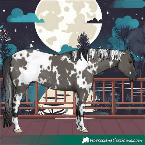 Horse Color:White Spotted Grullo