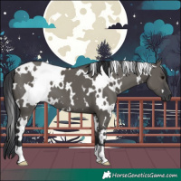 Horse Color:White Spotted Grullo 