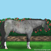 Horse Color:Blue Roan 