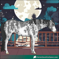 Horse Color:Black Sabino 