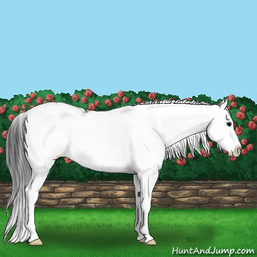Horse Color:Grullo Sabino