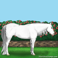 Horse Color:Grullo Sabino 