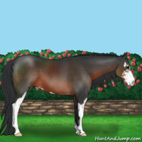 Horse Color:Brown Sabino