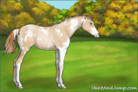 Horse Color:White Spotted Smoky Black Pearl Sabino Rabicano 