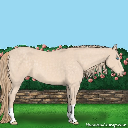 Horse Color:Perlino 