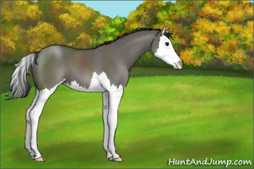 Horse Color:Grullo Sabino Splash 