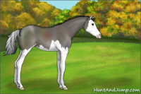 Horse Color:Grullo Sabino Splash
