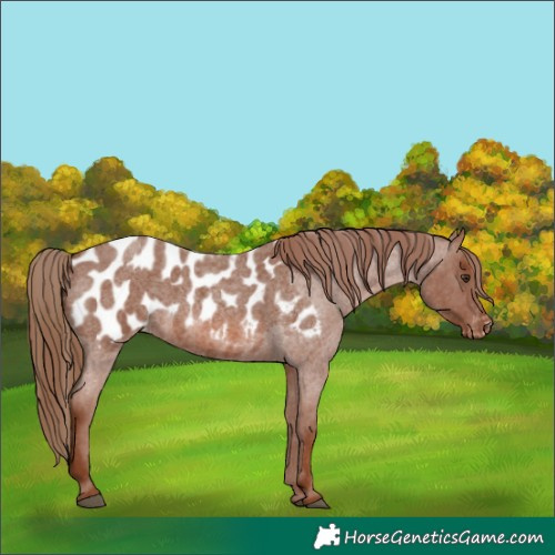 Horse Color:Red Roan Appaloosa 