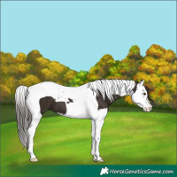 Horse Color:Liver Chestnut Splash Tobiano 