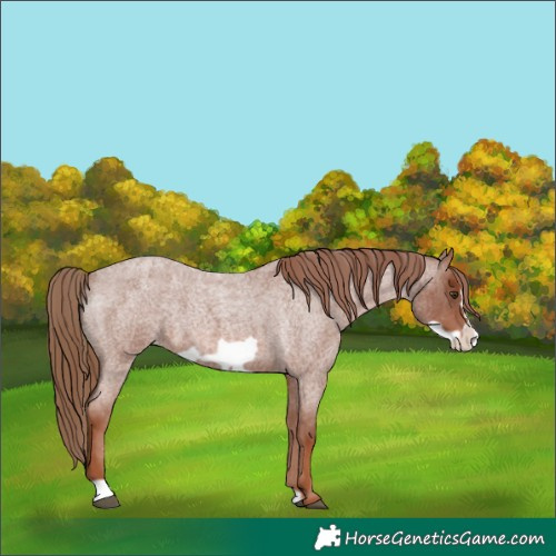 Horse Color:Red Roan Frame Appaloosa 
