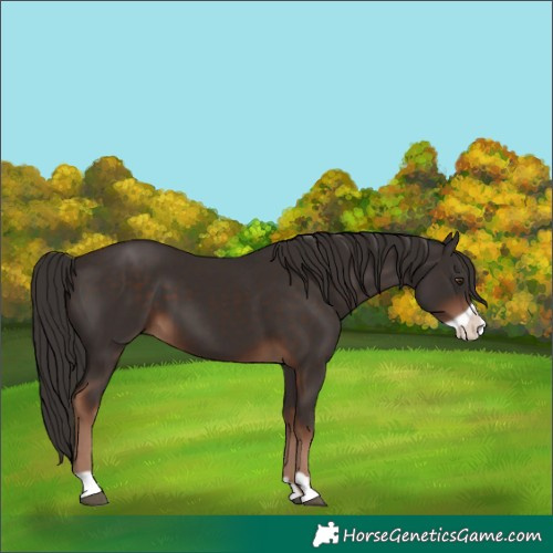 Horse Color:Liver Chestnut Frame 