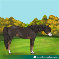 Horse Color:Liver Chestnut Frame 
