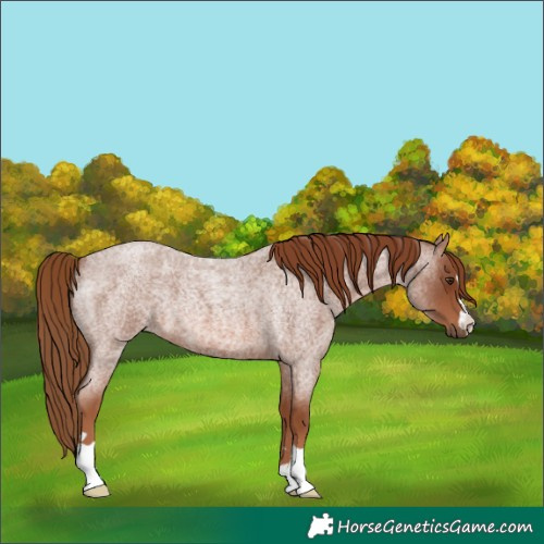 Horse Color:Red Roan 
