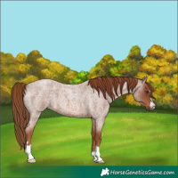 Horse Color:Red Roan 