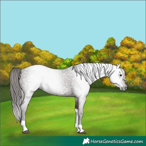 Horse Color:Gray Liver Chestnut Tobiano