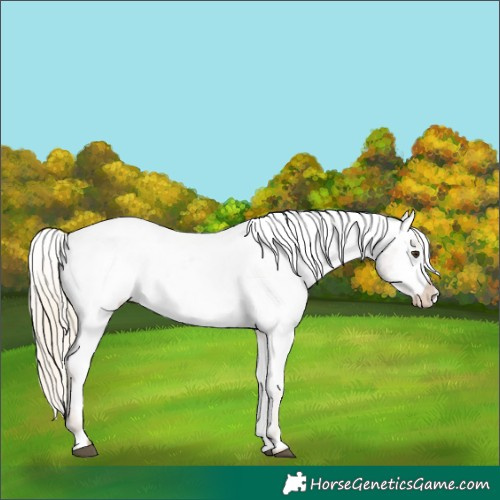 Horse Color:Chocolate Palomino Roan Appaloosa 