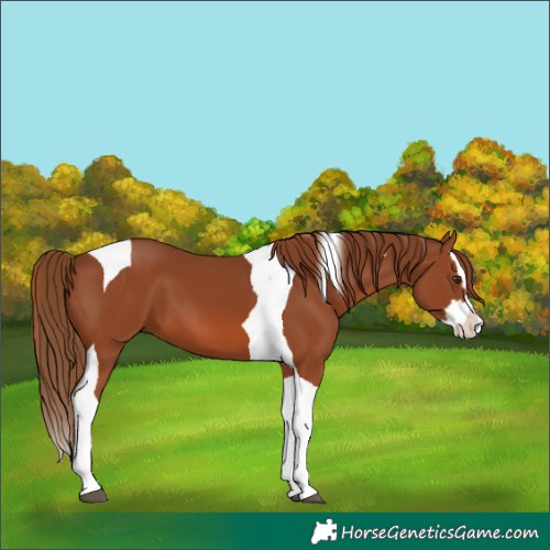 Horse Color:Chestnut Splash Tobiano