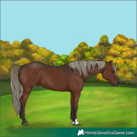 Horse Color:Liver Chestnut Mushroom 