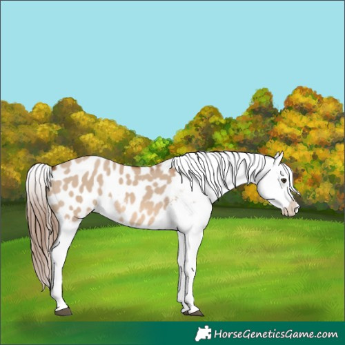 Horse Color:Red Dun Appaloosa 