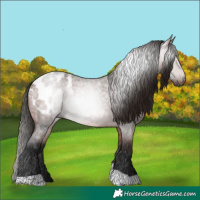 Horse Color:Gray Bay Roan Tobiano Appaloosa 