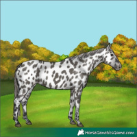 Horse Color:Grullo Appaloosa 