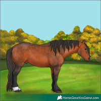 Horse Color:Bay 