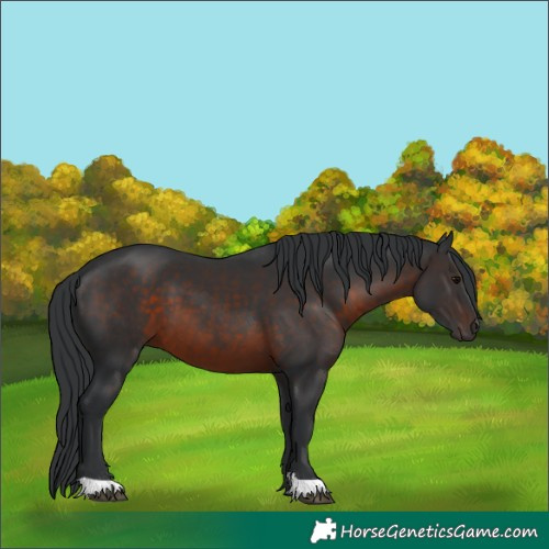 Horse Color:Brown 