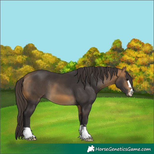 Horse Color:Buckskin 