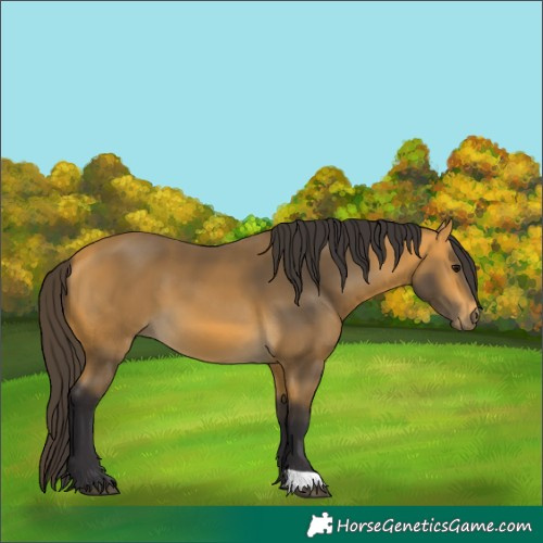 Horse Color:Buckskin