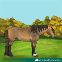 Horse Color:Buckskin 