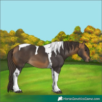 Horse Color:Buckskin Tobiano 