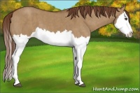 Horse Color:Red Dun Splash Brindle