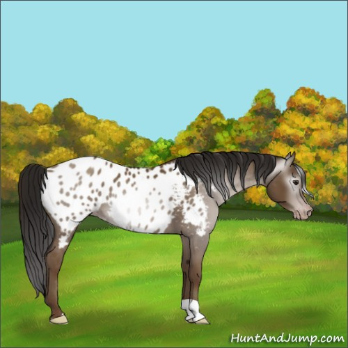 Horse Color:Gray Classic Champagne Appaloosa 