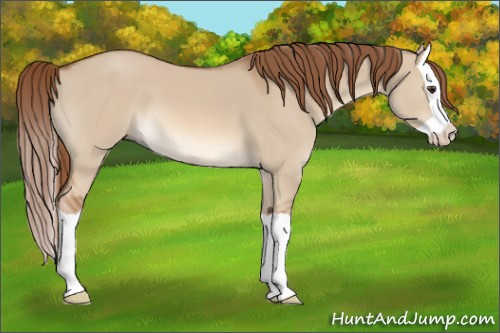 Horse Color:Red Dun Splash