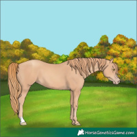 Horse Color:Gold Champagne 