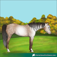 Horse Color:Gray Amber Champagne 
