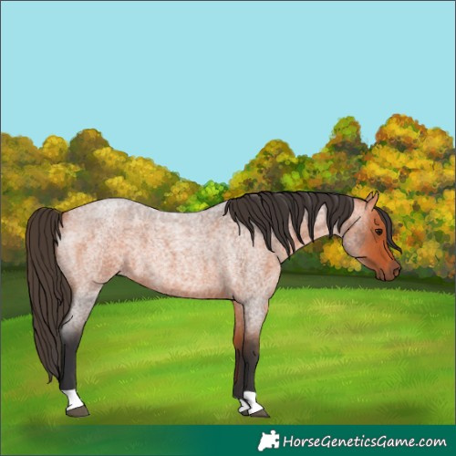Horse Color:Bay Roan 