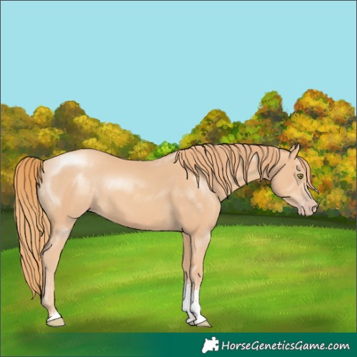 Horse Color:Gold Champagne Sabino 
