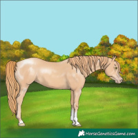 Horse Color:Gold Champagne Sabino 