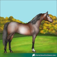 Horse Color:Gray Bay 