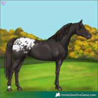 Horse Color:Liver Chestnut Appaloosa 