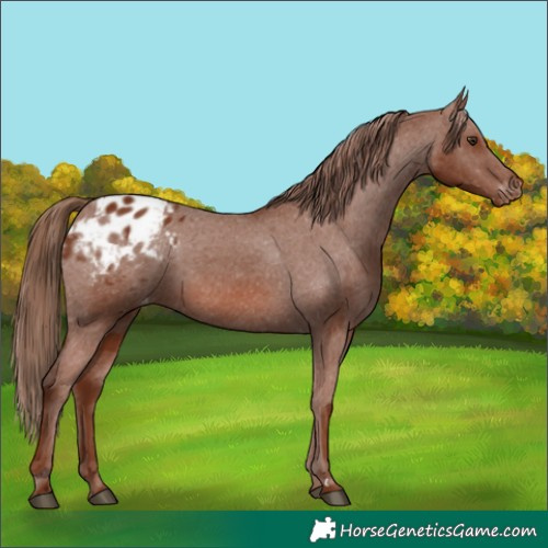 Horse Color:Chestnut Appaloosa 