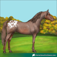 Horse Color:Chestnut Appaloosa 