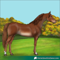 Horse Color:Chestnut 