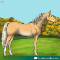 Horse Color:Palomino 